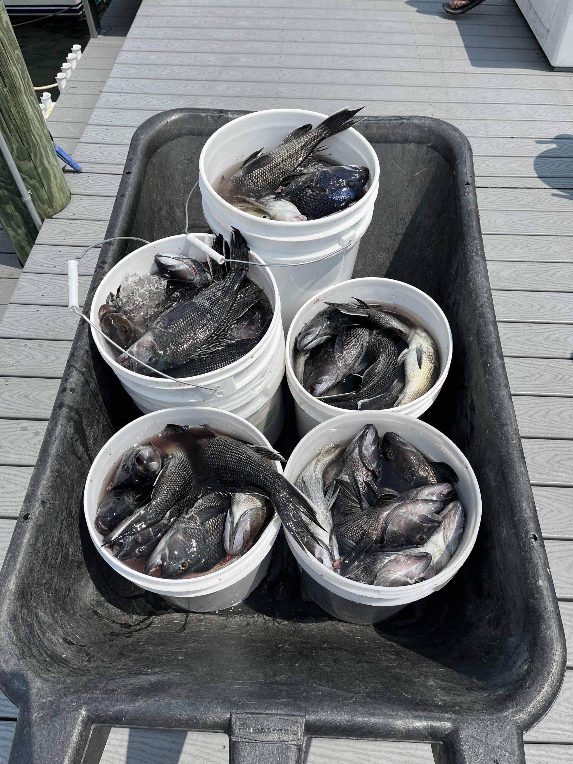 Charter fishing in Point Pleasant, NJ -Yankee Rose Fishing